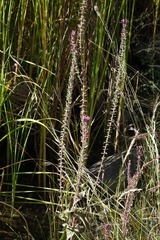 Lythrum virgatum