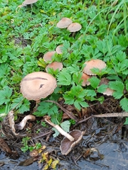 Psathyrella bipellis