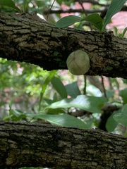 Crescentia alata