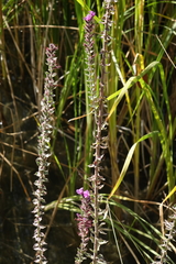 Lythrum virgatum