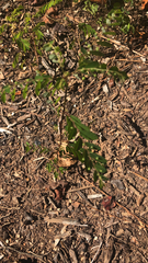 Phyllanthus tenellus