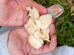 Pleurotus populinus