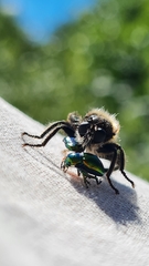 Laphria flava