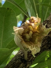 Crescentia alata
