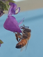 Apis mellifera
