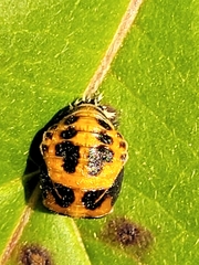 Harmonia axyridis