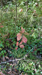 Parthenocissus inserta