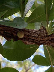 Crescentia alata