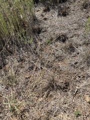 Dichanthium annulatum