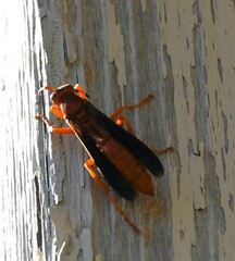 Polistes rubiginosus
