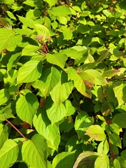 Cornus sericea