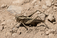 Xyleus discoideus discoideus