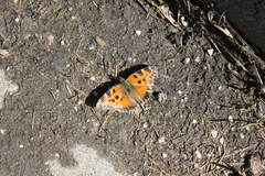 Nymphalis xanthomelas