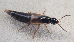 Quedius nemoralis