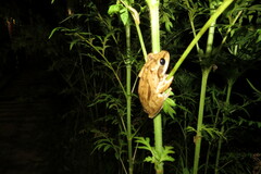 Polypedates maculatus