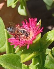 Apis mellifera