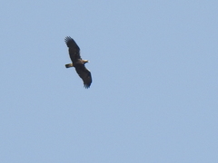 Aquila adalberti