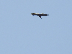 Aquila adalberti