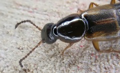 Quedius nemoralis