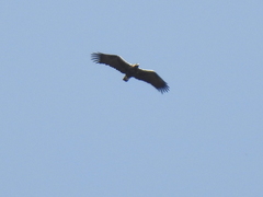 Aquila adalberti