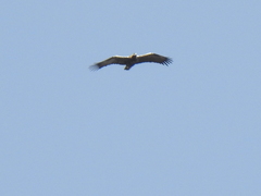 Aquila adalberti