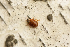 Harmonia quadripunctata