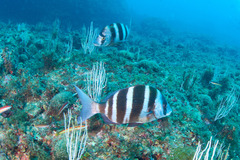 Diplodus cervinus