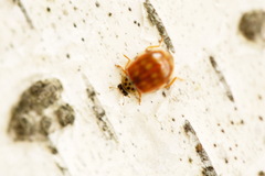 Harmonia quadripunctata