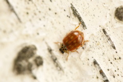 Harmonia quadripunctata