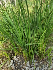 Sparganium erectum