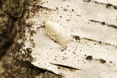 Acleris logiana