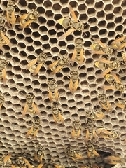 Brachygastra mellifica