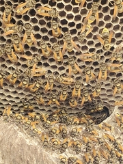 Brachygastra mellifica