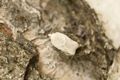 Acleris logiana