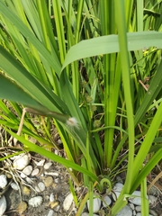 Sparganium erectum