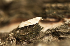 Acleris logiana