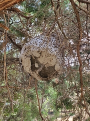 Brachygastra mellifica