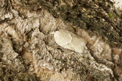 Acleris logiana
