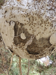 Brachygastra mellifica