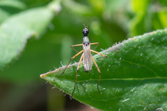 Micropeza corrigiolata