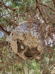 Brachygastra mellifica