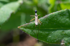 Micropeza corrigiolata