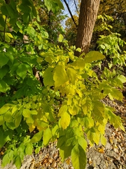 Fraxinus pennsylvanica