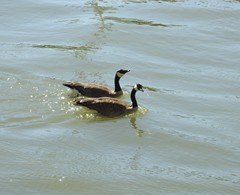 Branta canadensis