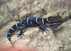 Cyrtodactylus deccanensis