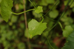 Hesperocodon hederaceus