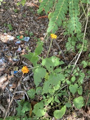 Lantana horrida