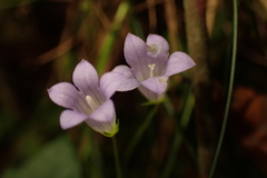 Hesperocodon hederaceus