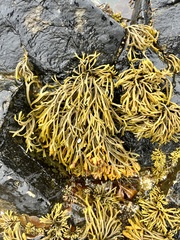 Pelvetia canaliculata