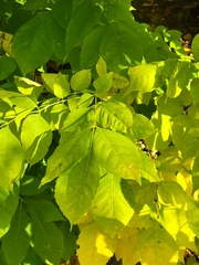Fraxinus pennsylvanica
